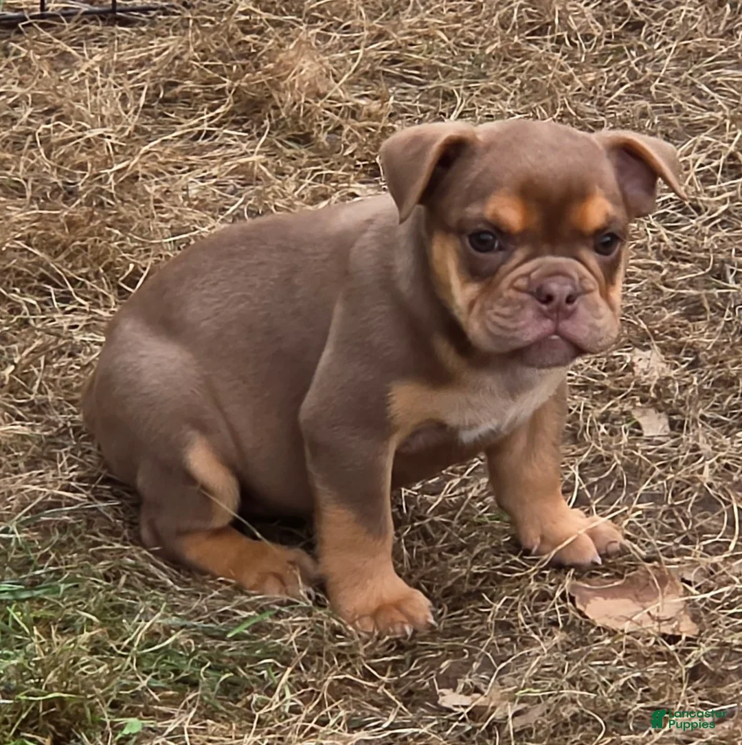 English Bulldog dogs for sale: Tinkabelle chocolate and tan  - Ad 2