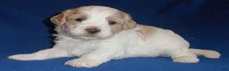Shihpoo dogs for sale: Benji - Ad 3