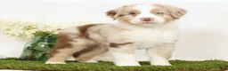 Miniature Australian Shepherd dogs for sale: Leo - Ad 1