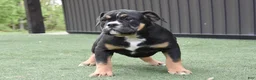 Olde English Bulldogge dogs for sale: Wendy - Ad 2
