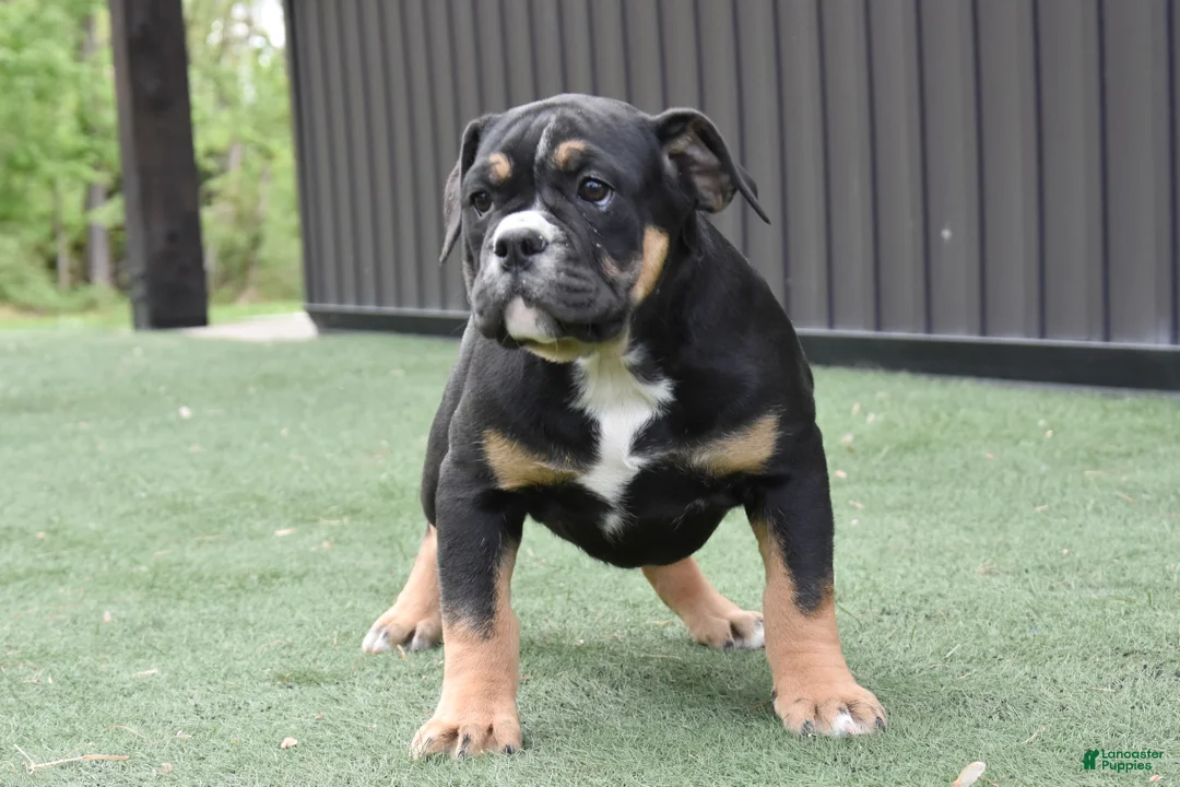 Olde English Bulldogge dogs for sale: Wendy - Ad 2