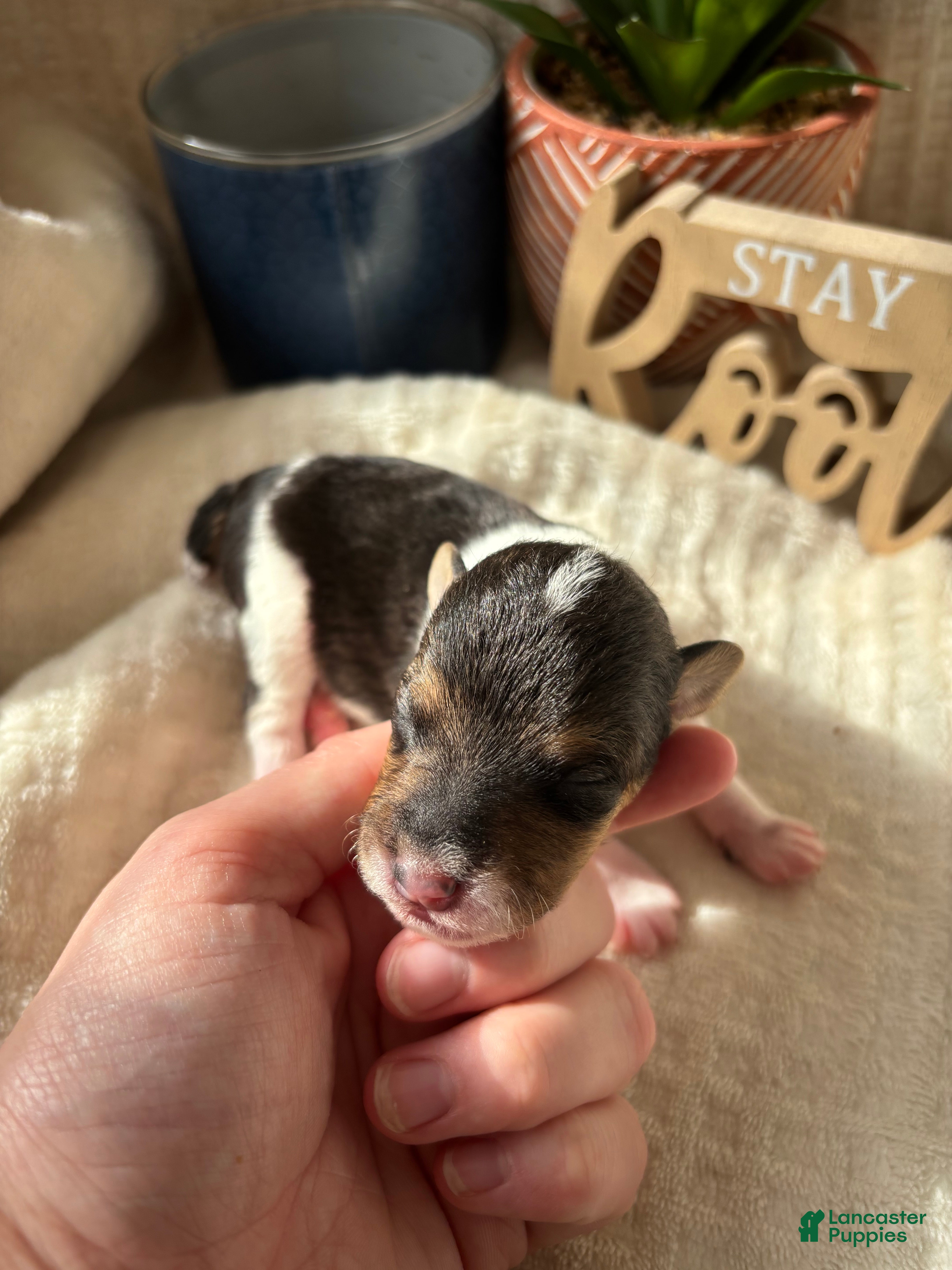 Wire Fox Terrier dogs Wire Fox Terrier 7 - Ad 9
