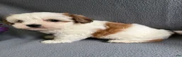 Morkie dogs for sale: Wiggles - Ad 3