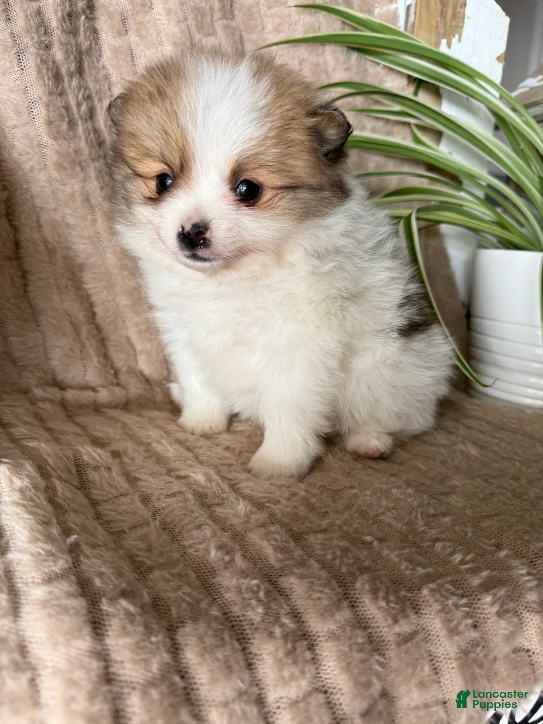 Pomeranian dogs for sale: Caleb - Ad 18