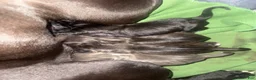 American Pit Bull Terrier dogs for sale: American Pit Bull Terrier 3 - Ad 8