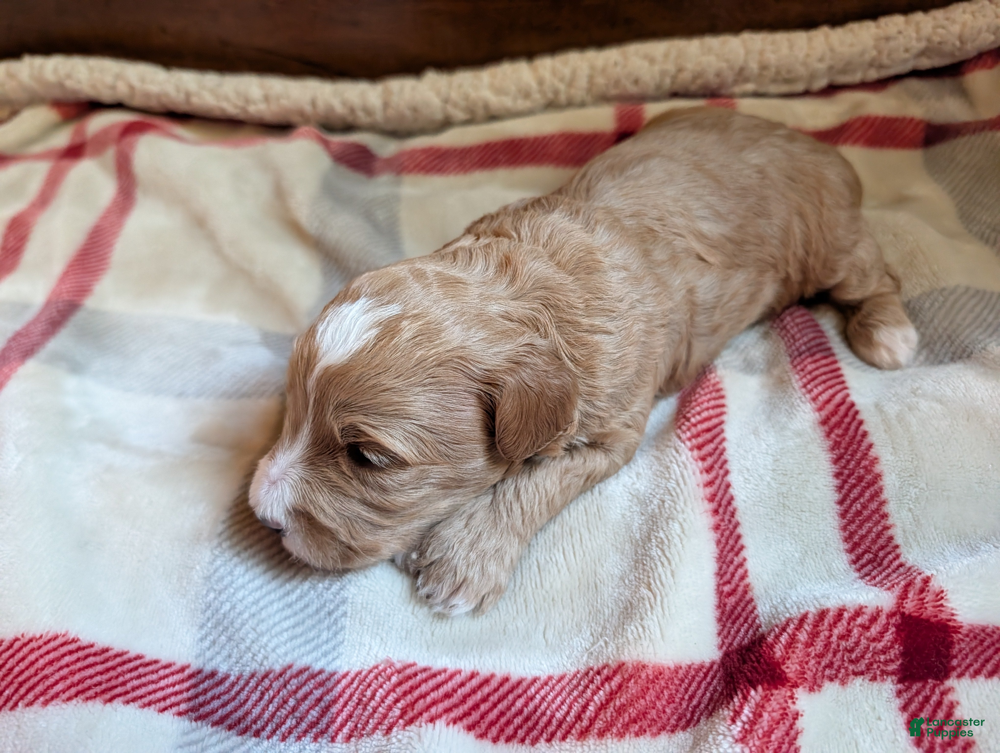 Mini Goldendoodle dogs Max - Ad 2
