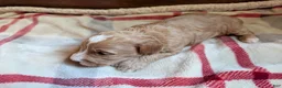 Mini Goldendoodle dogs for sale: Max - Ad 2