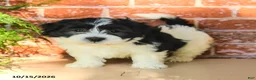 Havanese dogs for sale: Luka - Ad 1