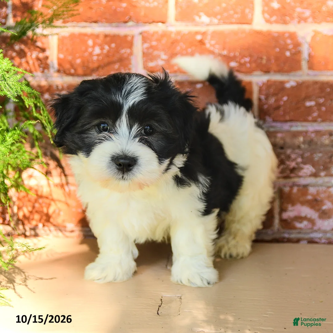 Havanese dogs for sale: Luka - Ad 1