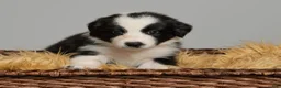 Australian Shepherd dogs for sale: Dot - Ad 3