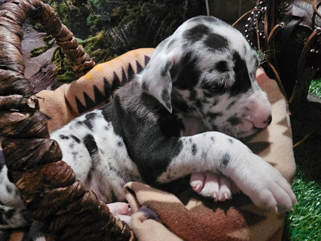 Great Dane dogs for sale: Harlequin Male - Ad 1