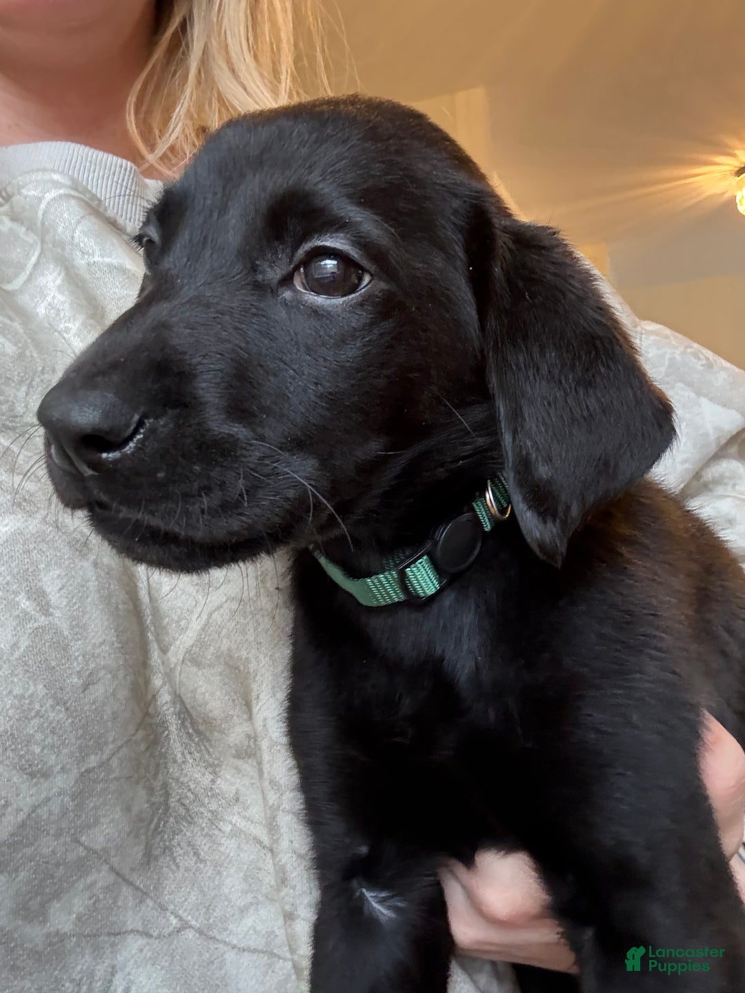 Labrador Retriever dogs for sale: Labrador Retriever Puppy- Green Collar - Ad 2