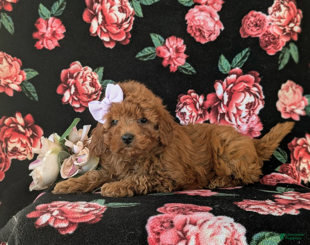 Cavapoo dogs for sale: Leandra Hypoallergenic - Ad 6