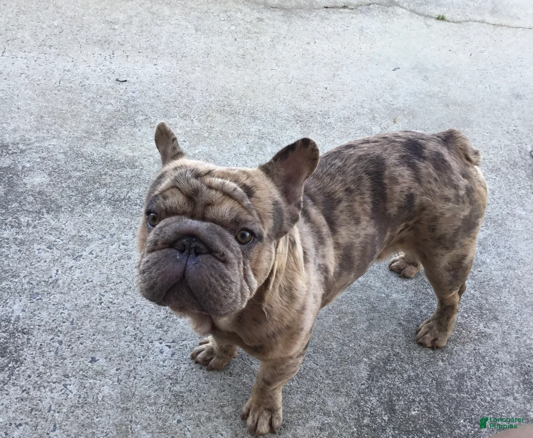 French Bulldog dogs for sale: French Bulldog Puppy 1 - Ad 1