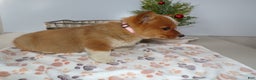 Welsh Corgi Pembroke dogs for sale: Welsh Corgi Pembroke Puppy 2 Roxanne - Ad 3