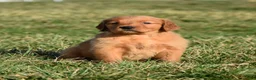 Golden Retriever dogs for sale: Tammy     Genetic/OFA - Ad 2