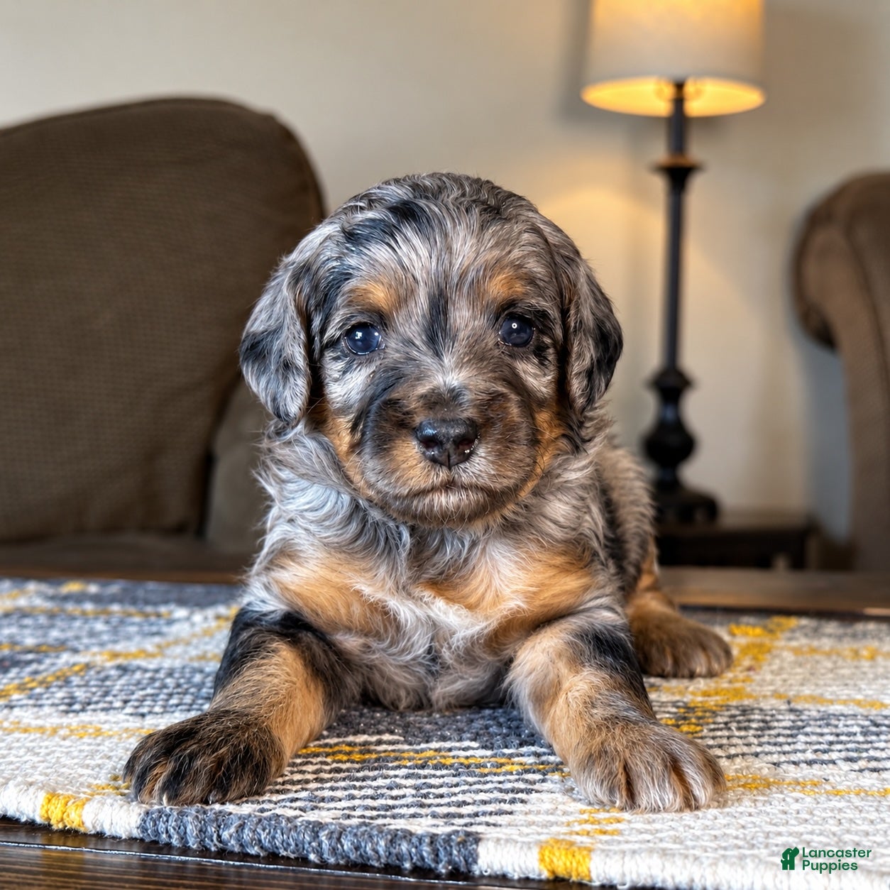 Mixed Breed dogs Phantom Merle Micro Bernedoodle - Ad 1