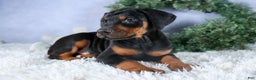 Doberman Pinscher dogs for sale: TITUS - Ad 6