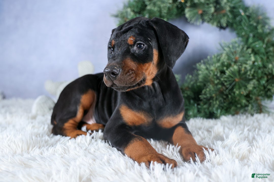 Doberman Pinscher dogs for sale: TITUS - Ad 6