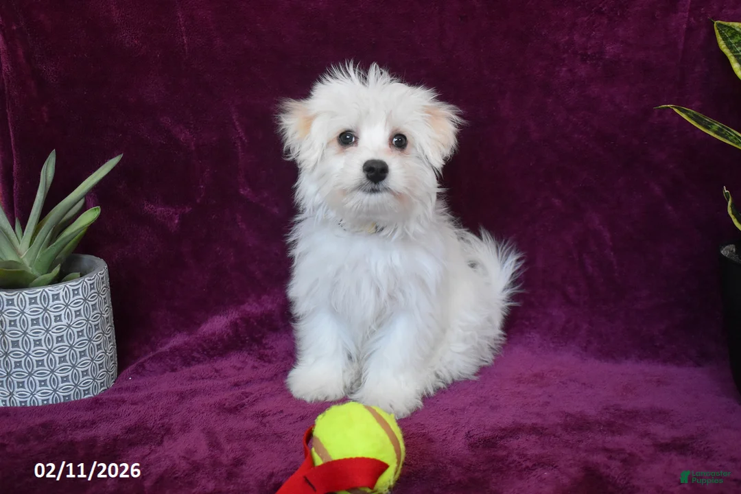 Maltese dogs for sale: Jasper - Ad 1