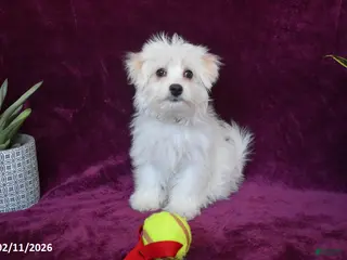 Maltese dogs Jasper - Ad 10