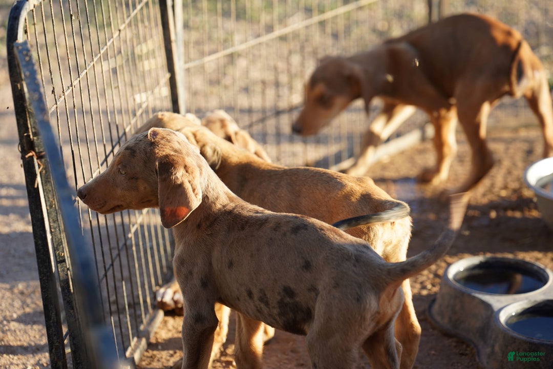 Mixed Breed dogs for sale: POL Lilac Fawn Merle F RT - Ad 13