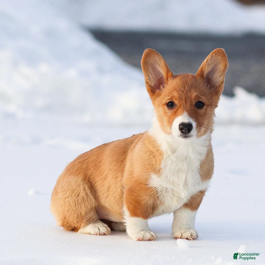 Welsh Corgi Pembroke dogs for sale: Kallie Welsh Corgi Pembroke Puppy - Ad 6