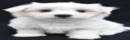 Maltese dogs for sale: Cash - Ad 1