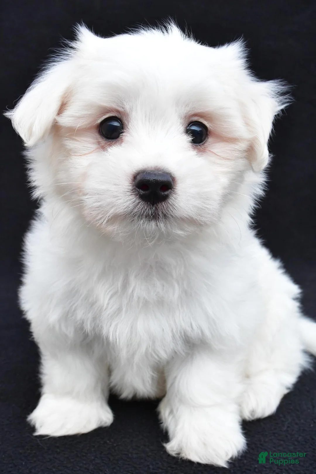 Maltese dogs for sale: Cash - Ad 1