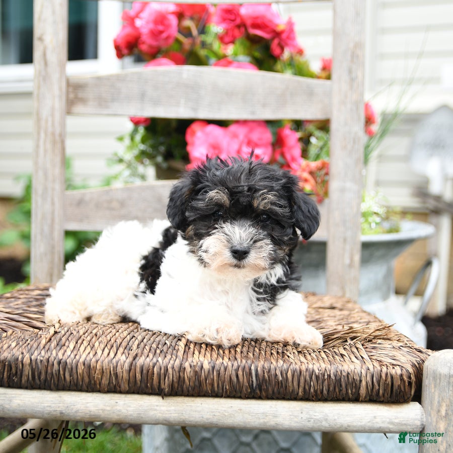 Yorkiepoo dogs Cassie   - Ad 2