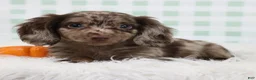 Miniature Dachshund dogs for sale: Théo 🥝 - Ad 3