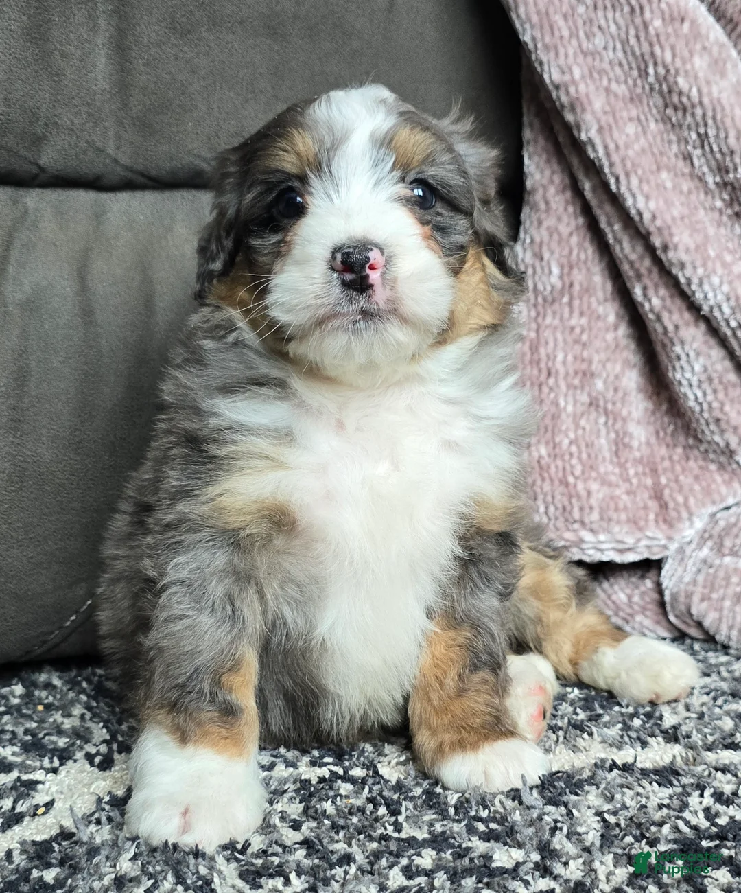 Mini Bernedoodle dogs for sale: Mini Archie - Ad 17