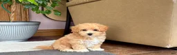 Maltipoo dogs for sale: Jaden  - Ad 5