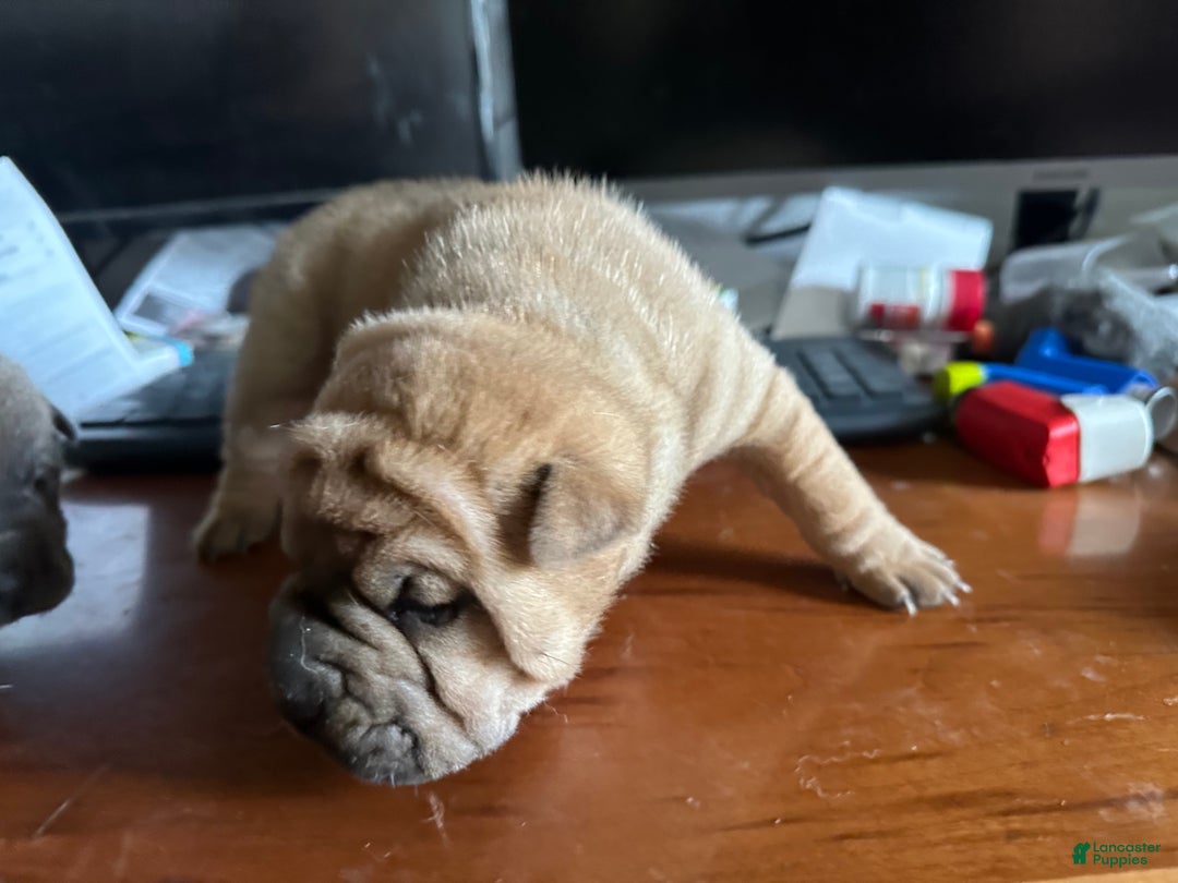 Shar Pei Puppy for sale in Danube Lancaster Puppies