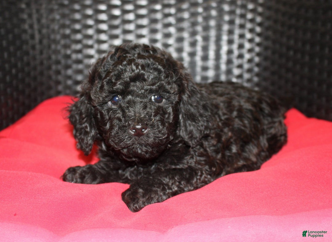 Cavapoo dogs for sale: Coffee - Ad 1