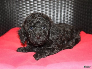 Cavapoo dogs Coffee - Ad 32