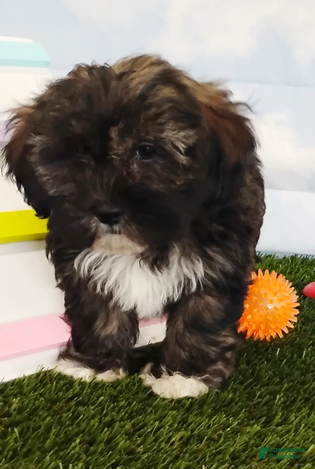 Mixed Breed dogs for sale: Elise - Ad 6