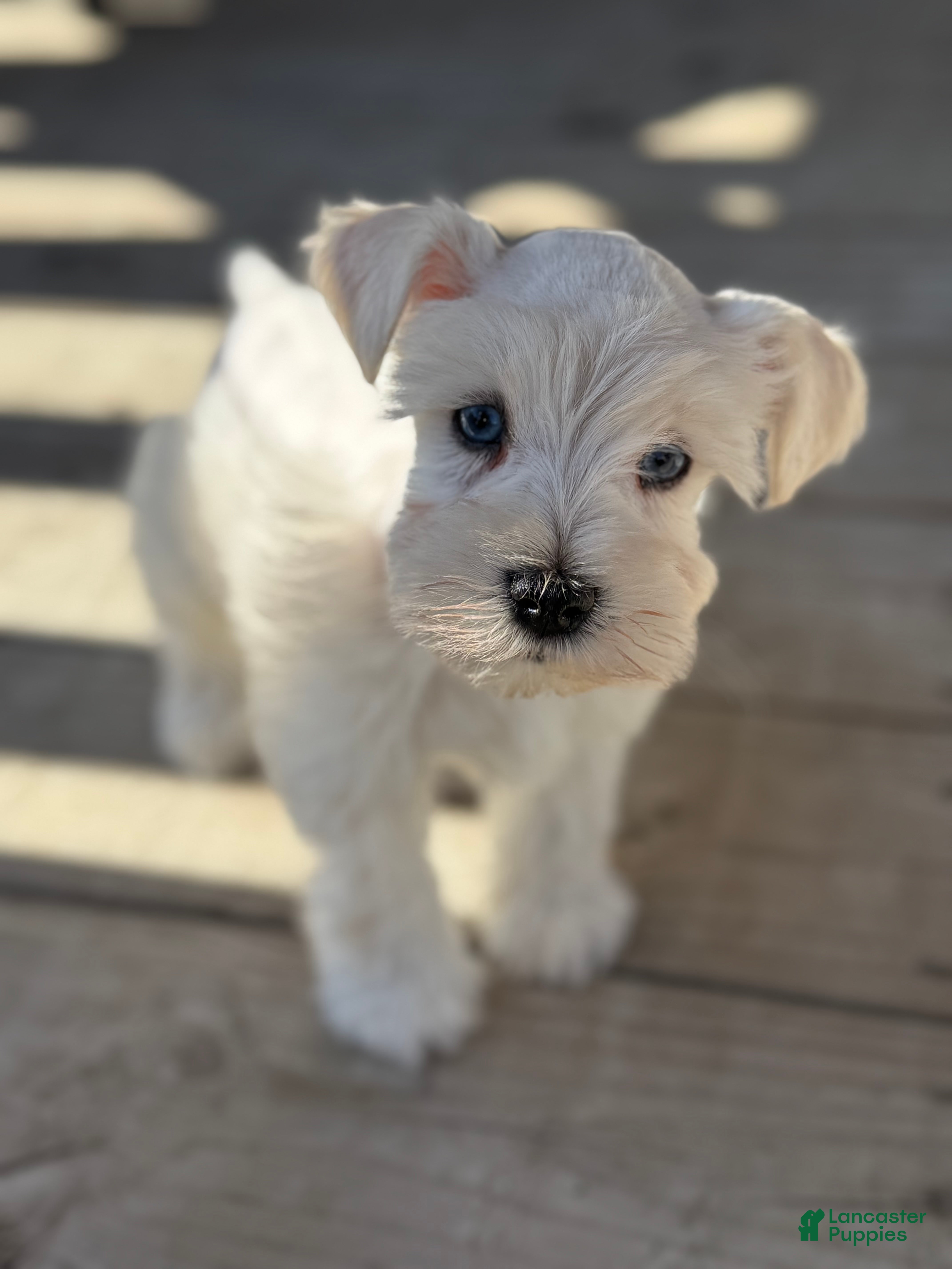 Miniature Schnauzer dogs Mr. Frost - Ad 2