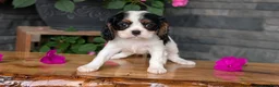 Cavalier King Charles Spaniel dogs for sale: Remi - Ad 3