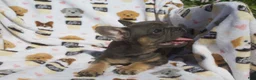 French Bulldog dogs for sale: French Bulldog 3 - Ad 3