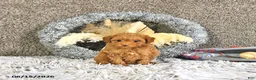 Toy Poodle dogs for sale: Mason Extra Small - Ad 10