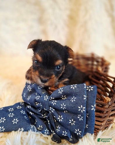 Yorkshire Terrier dogs ACA Traditional Male  - Ad 2
