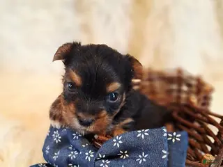 Yorkshire Terrier dogs ACA Traditional Male - Ad 2