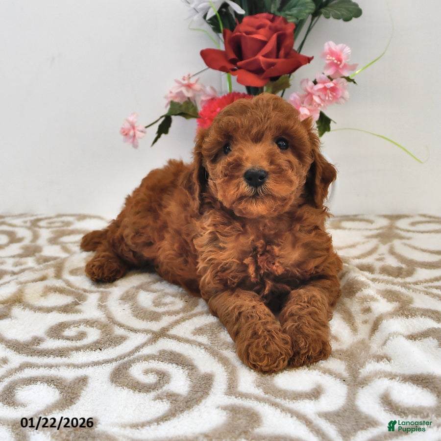 Mini Goldendoodle dogs Chloe - Ad 22