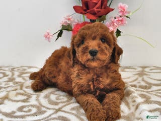 Mini Goldendoodle dogs Chloe - Ad 23