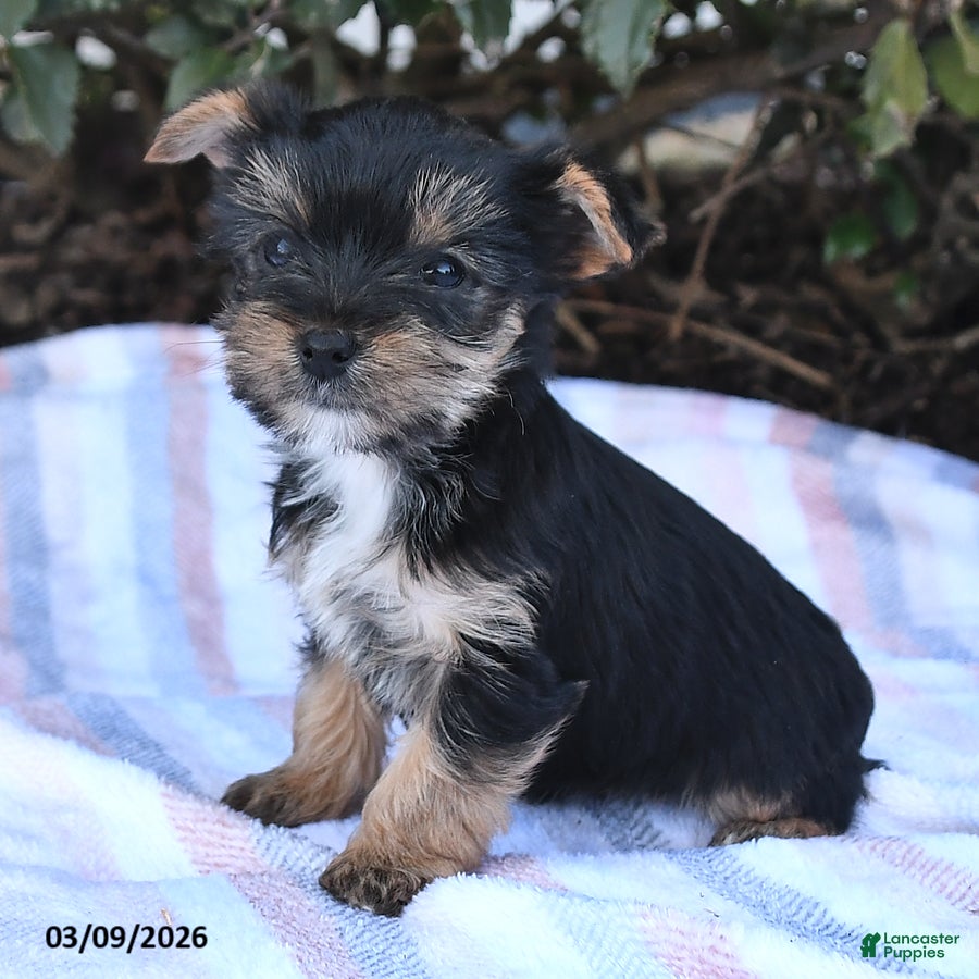 Yorkshire Terrier dogs Maverick - Ad 2