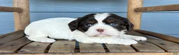 Cavalier King Charles Spaniel dogs for sale: Berry - Ad 3