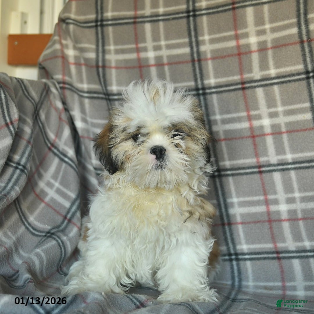 Shihpoo dogs for sale: Marty - Ad 4