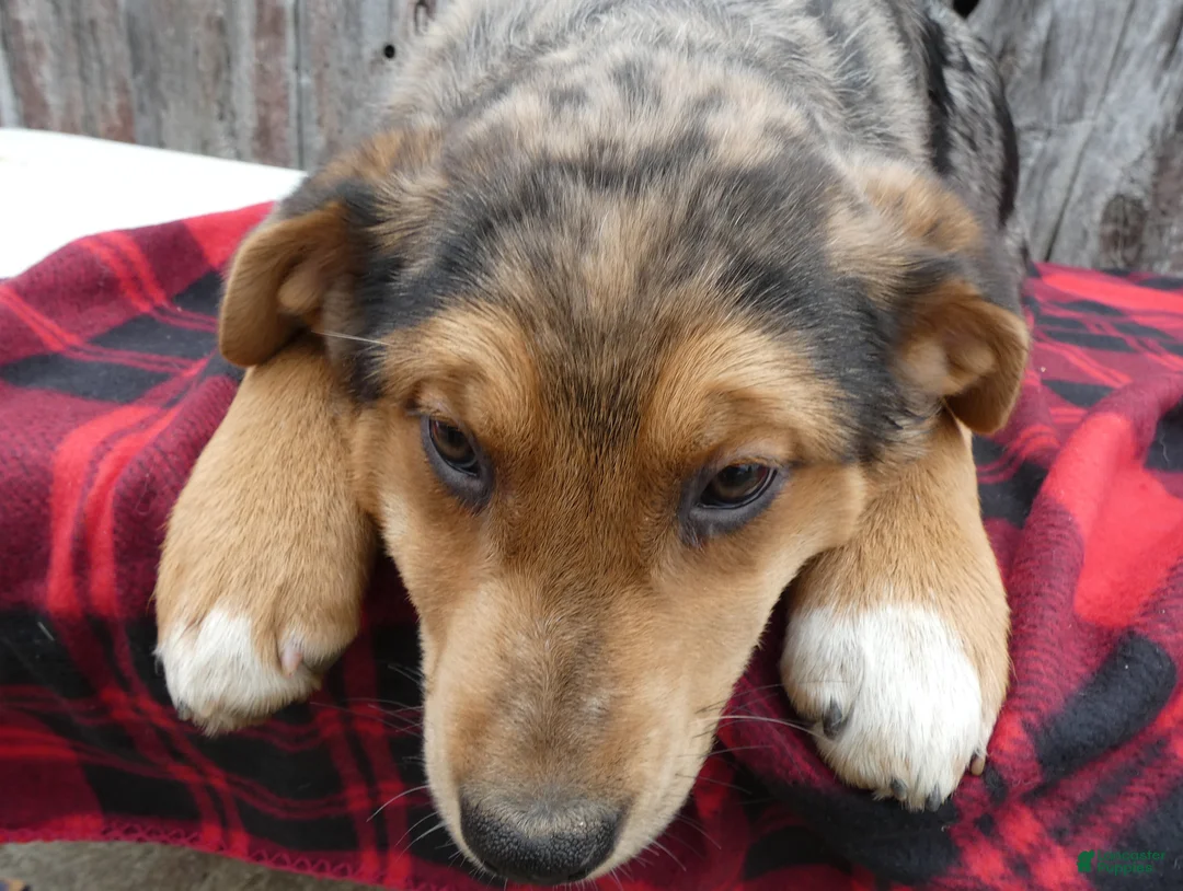Mixed Breed dogs for sale: Mixed Breed Puppy 1 Star Burst - Ad 2