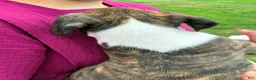 Boxer dogs for sale: Cody - Ad 6